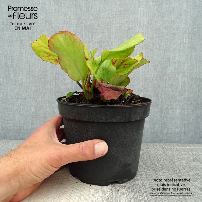 Spécimen de Bergenia Morgenrote - Plante des savetiers en 2L/3L tel que livré au printemps