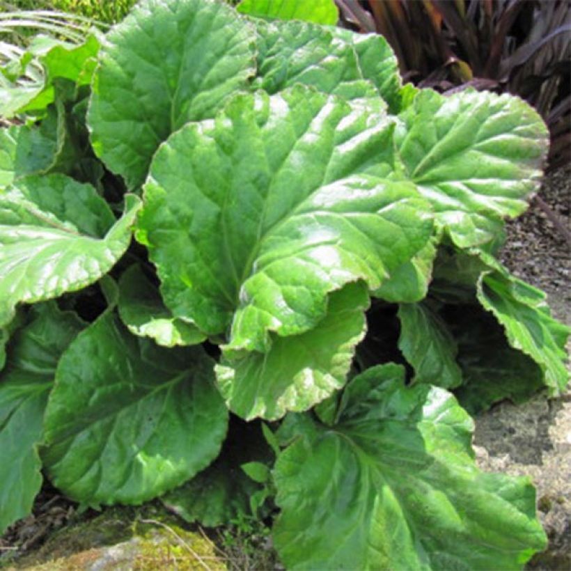 Bergenia Ouvertüre (Feuillage)