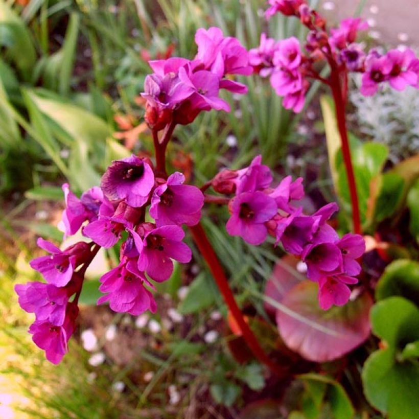 Bergenia Ouvertüre (Floraison)