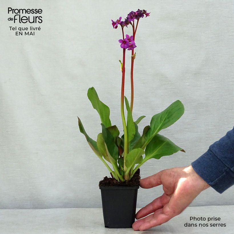 Spécimen de Bergenia Ouvertüre Godet de 9cm tel que livré au printemps