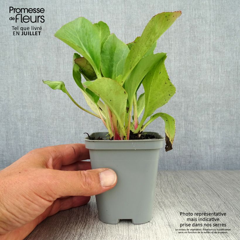Spécimen de Bergenia Ouvertüre Godet de 8/9 cm tel que livré en été