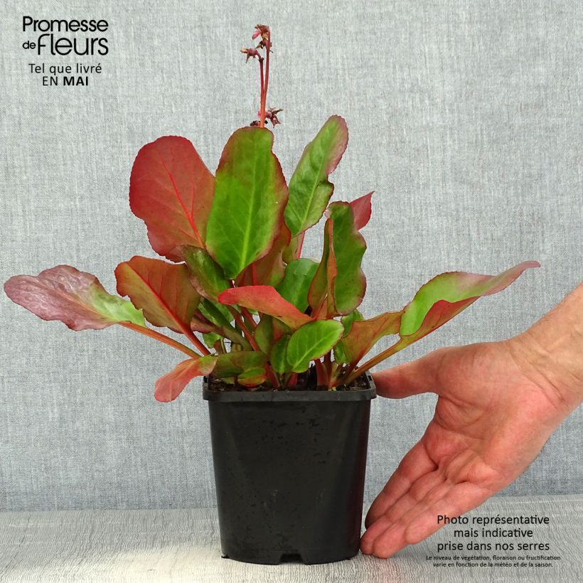 Spécimen de Bergenia Ouvertüre Pot de 1,5L/2L tel que livré au printemps
