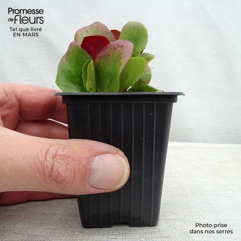 Spécimen de Bergenia Rotblum - Plante des savetiers Godet de 8 cm tel que livré au printemps