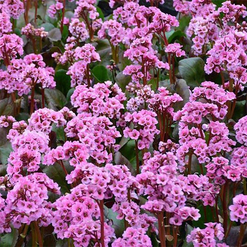 Bergénia Spring Fling (Floraison)