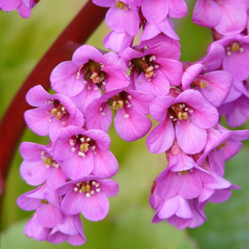 Bergénia Winterglut (Floraison)