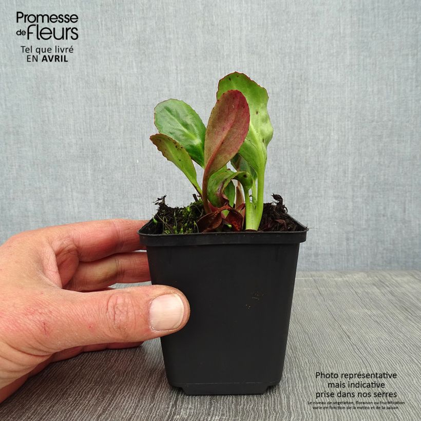 Spécimen de Bergenia Wintermarchen - Bergénie Godet de 9cm tel que livré au printemps
