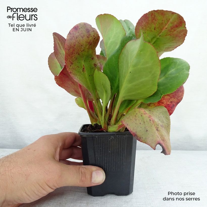 Spécimen de Bergenia cordifolia Eroïca Godet de 8/9 cm tel que livré en été