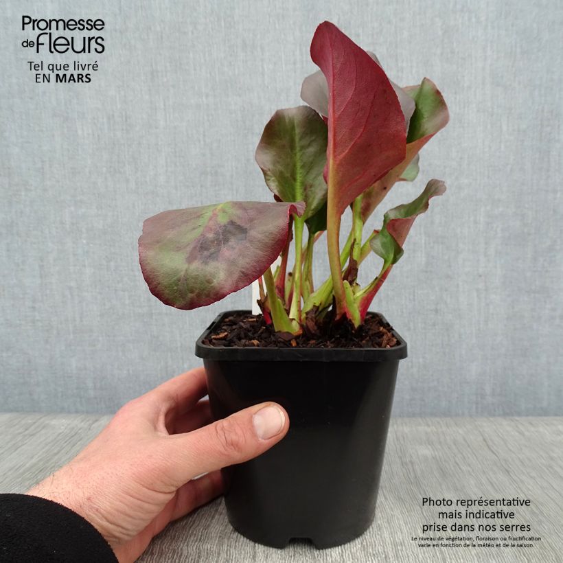 Spécimen de Bergenia cordifolia Eroïca Pot de 1,5L/2L tel que livré en hiver