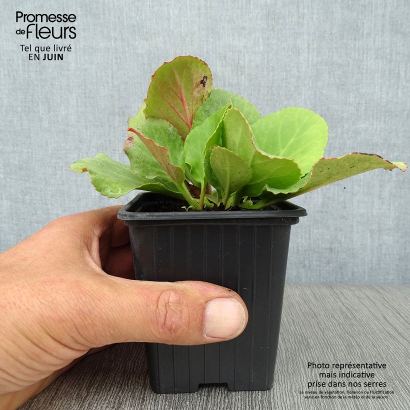 Spécimen de Bergenia cordifolia - Plante des savetiers Godet de 7/8 cm tel que livré en été