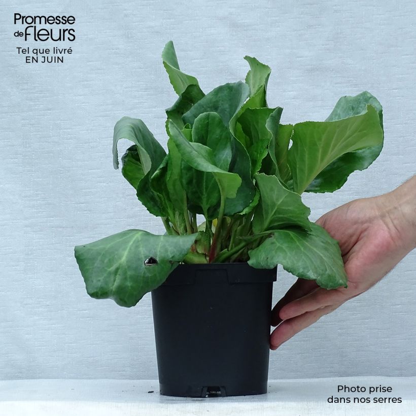Spécimen de Bergenia cordifolia - Plante des savetiers Pot de 2L/3L tel que livré en été