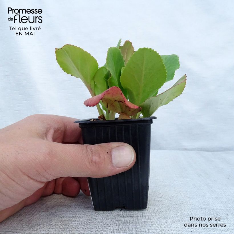 Spécimen de Bergenia cordifolia - Plante des savetiers en godet de 7/8cm tel que livré au printemps