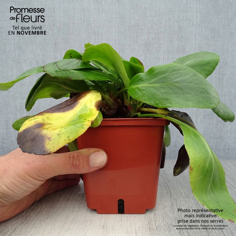 Spécimen de Bergenia cordifolia Silberlicht - Plante des savetiers Pot de 1L/1,5L tel que livré en automne
