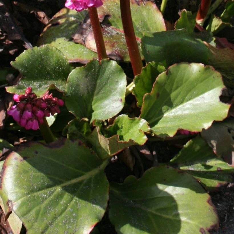 Bergenia Hybride Abendglut (Feuillage)