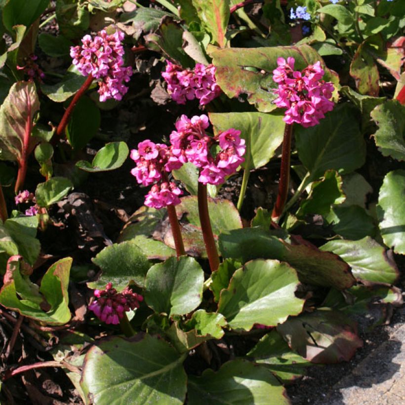 Bergenia Hybride Abendglut (Port)