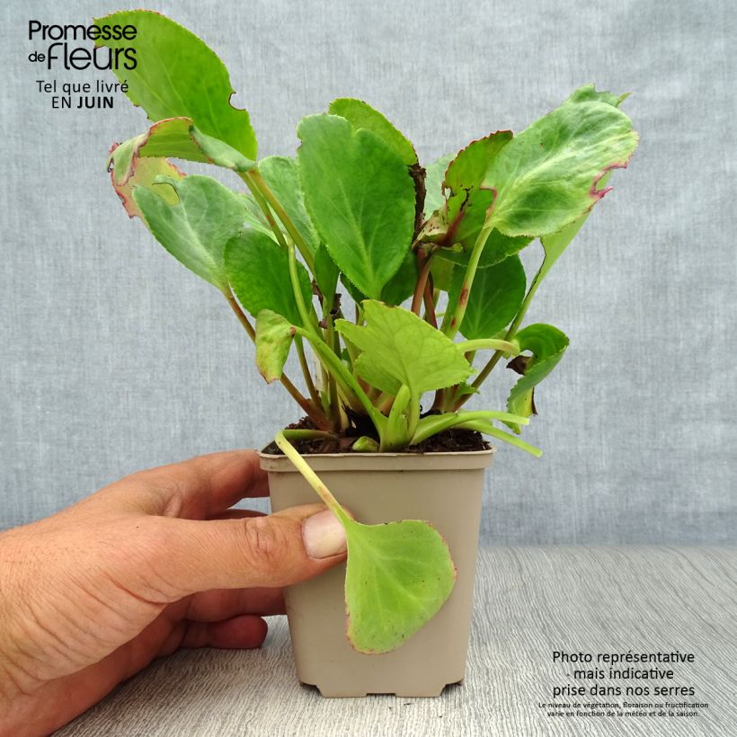 Spécimen de Bergenia hybride Harzkristall Godet de 8/9 cm tel que livré en été