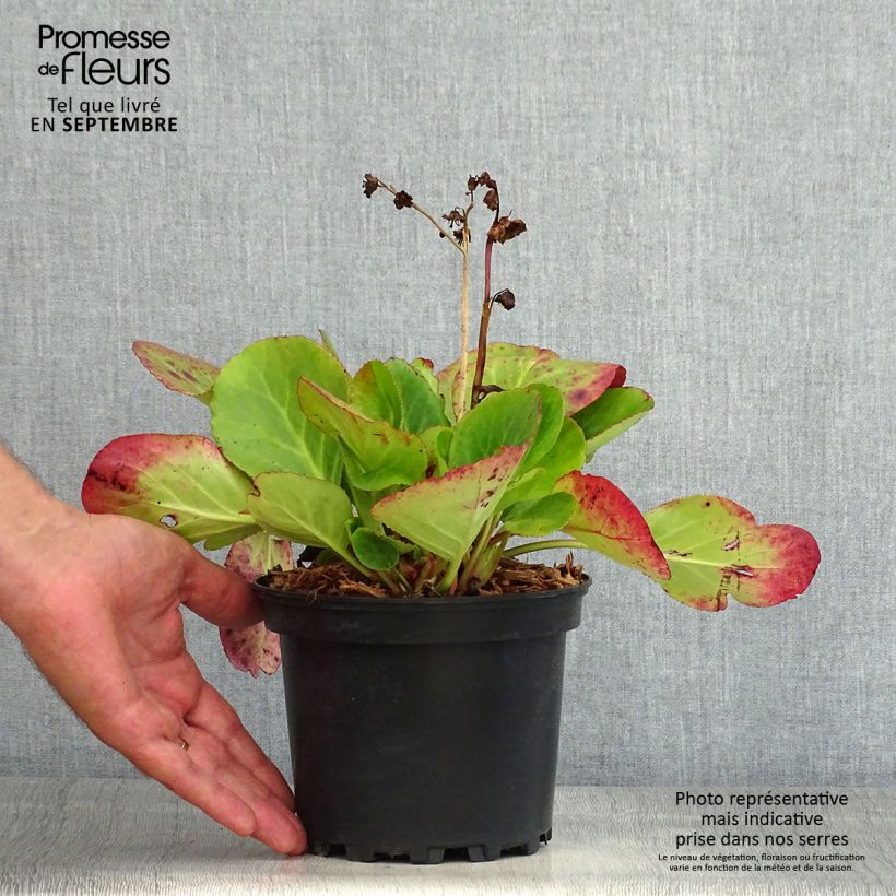 Spécimen de Bergenia hybride Harzkristall Pot de 2L/3L tel que livré en été