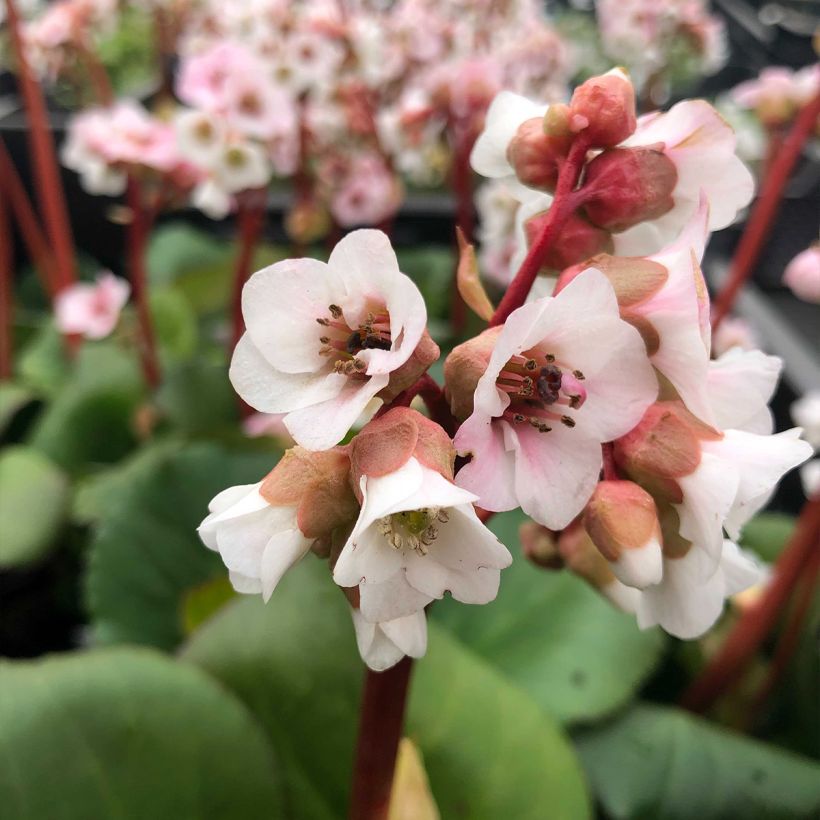 Bergenia hybride Harzkristall (Floraison)