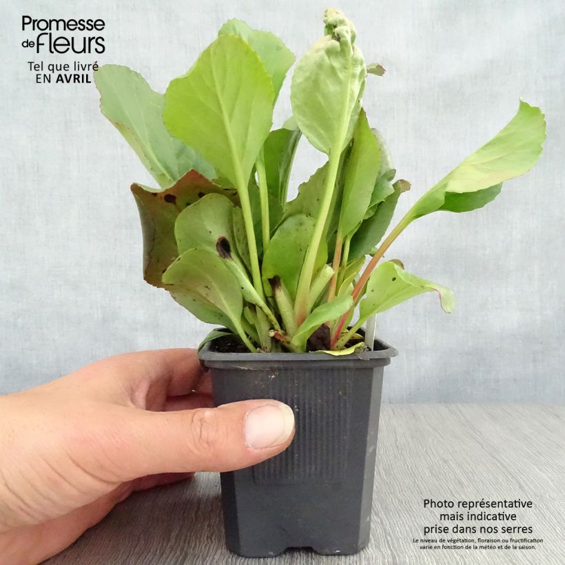 Spécimen de Bergenia purpurascens - Plante des savetiers en godet de 9 cm tel que livré au printemps