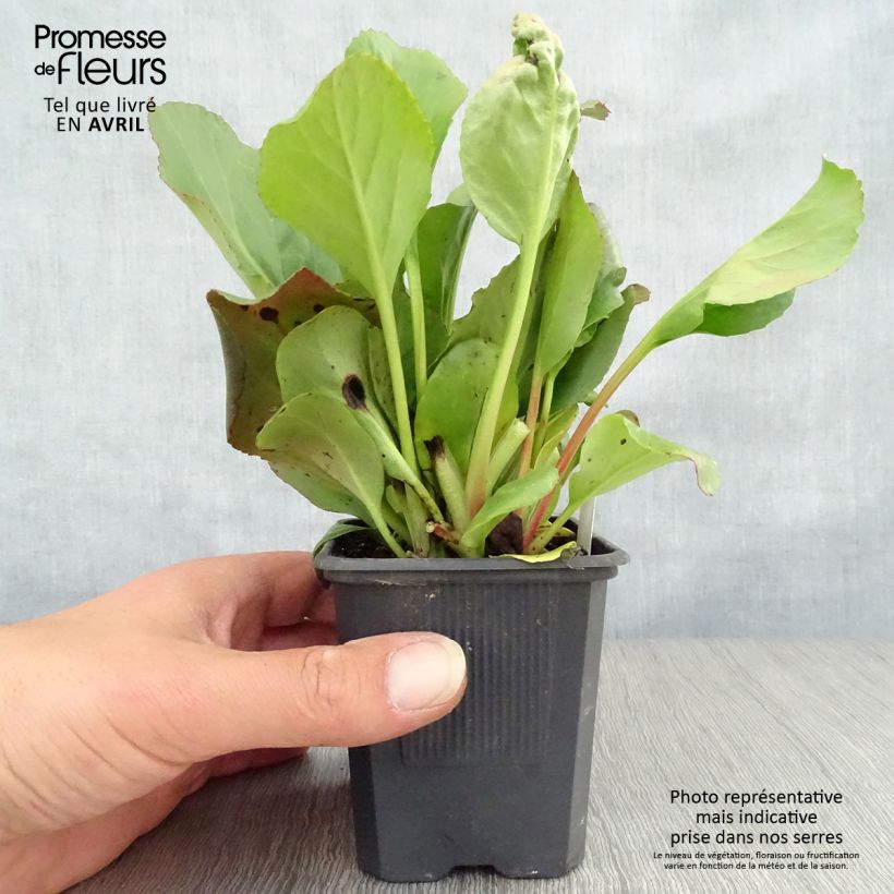 Spécimen de Bergenia purpurascens - Plante des savetiers tel que livré au printemps