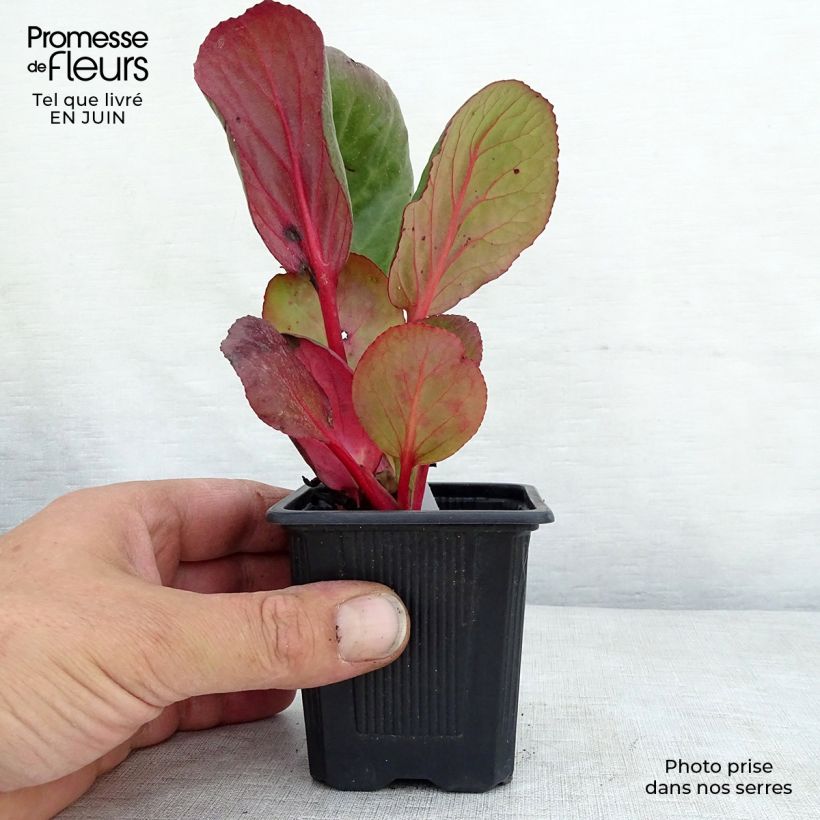 Spécimen de Bergenia purpurascens - Plante des savetiers Godet de 8/9 cm tel que livré en été