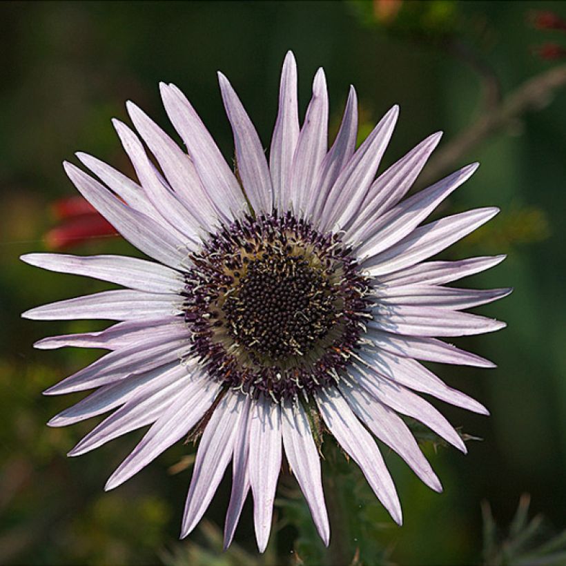 Berkheya purpurea (Floraison)