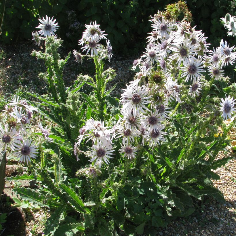 Berkheya purpurea (Port)