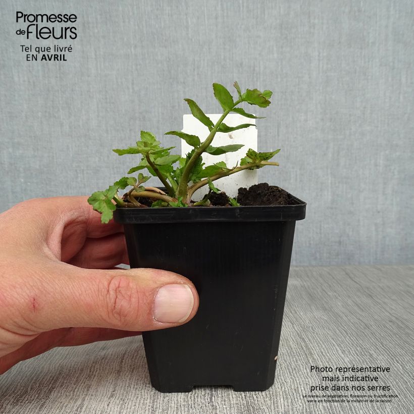 Spécimen de Berula erecta - Berle dressée, Cresson sauvage - Godet de 8/9 cm tel que livré au printemps