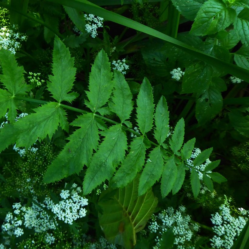 Berula erecta - Berle dressée, Cresson sauvage (Feuillage)