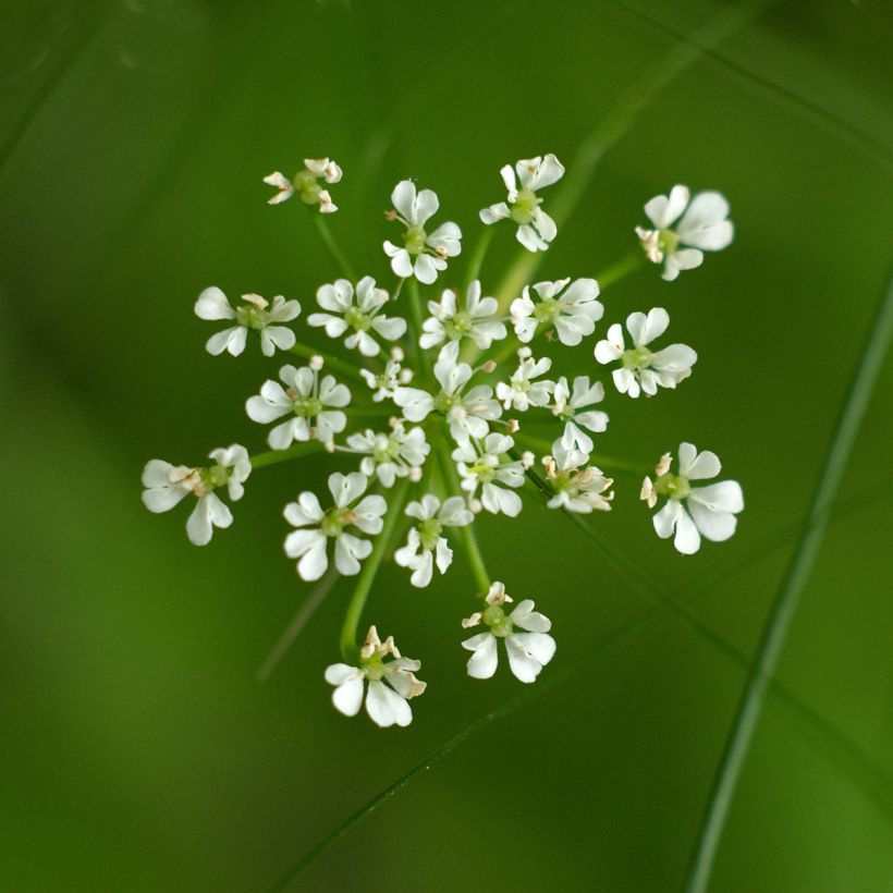 Berula erecta - Berle dressée, Cresson sauvage (Floraison)