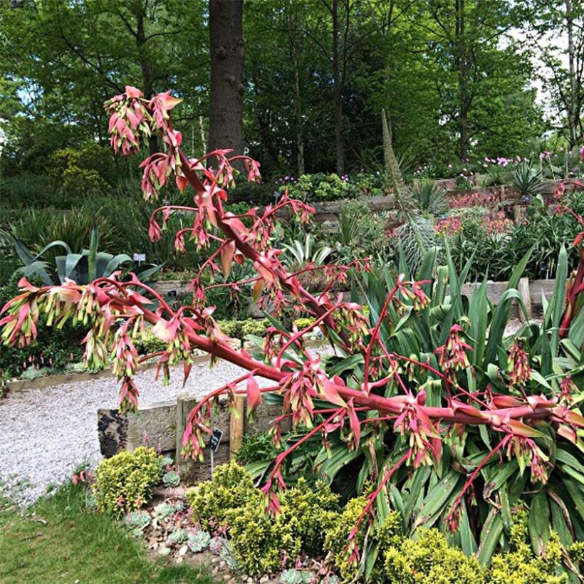 Beschorneria  Quicksilver - Lis du Mexique (Floraison)