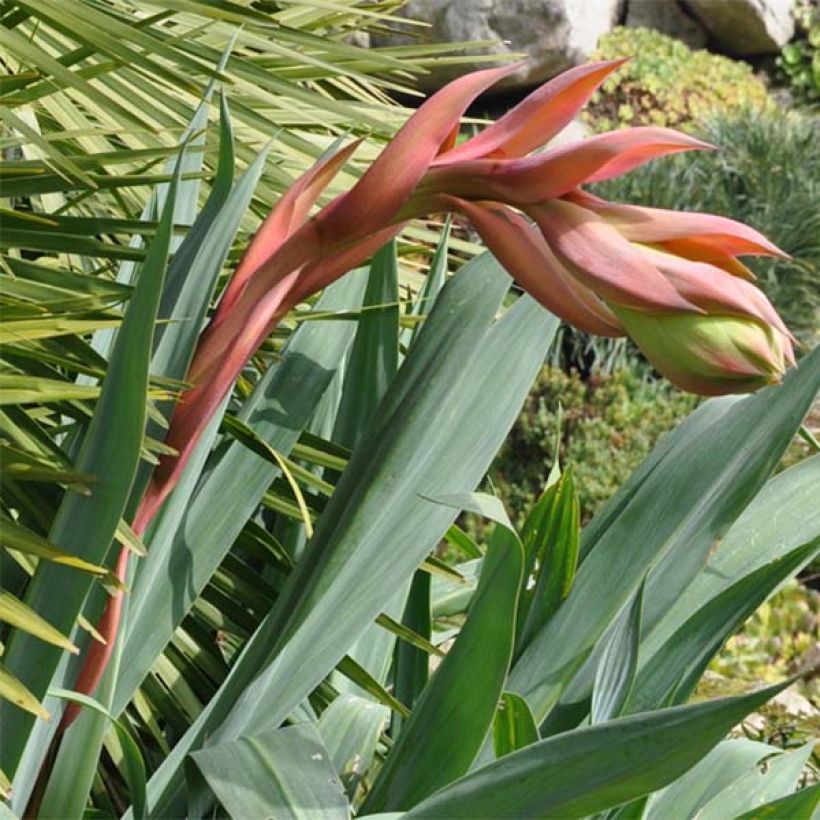 Beschorneria septentrionalis - Lis du Mexique (Floraison)