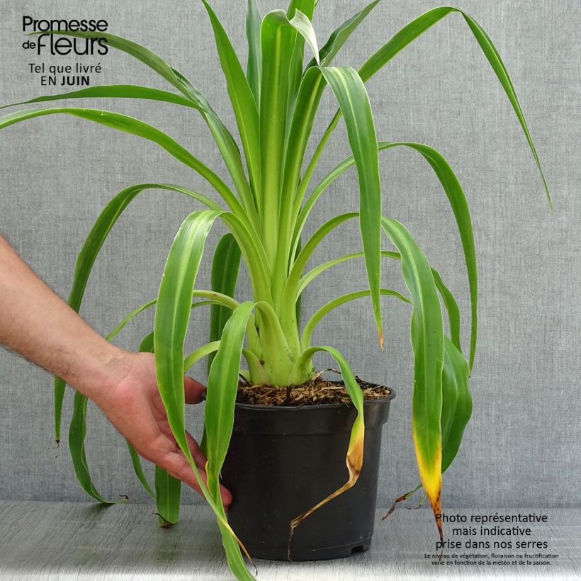 Spécimen de Beschorneria septentrionalis - Lis du Mexique Pot de 2L/3L tel que livré en été
