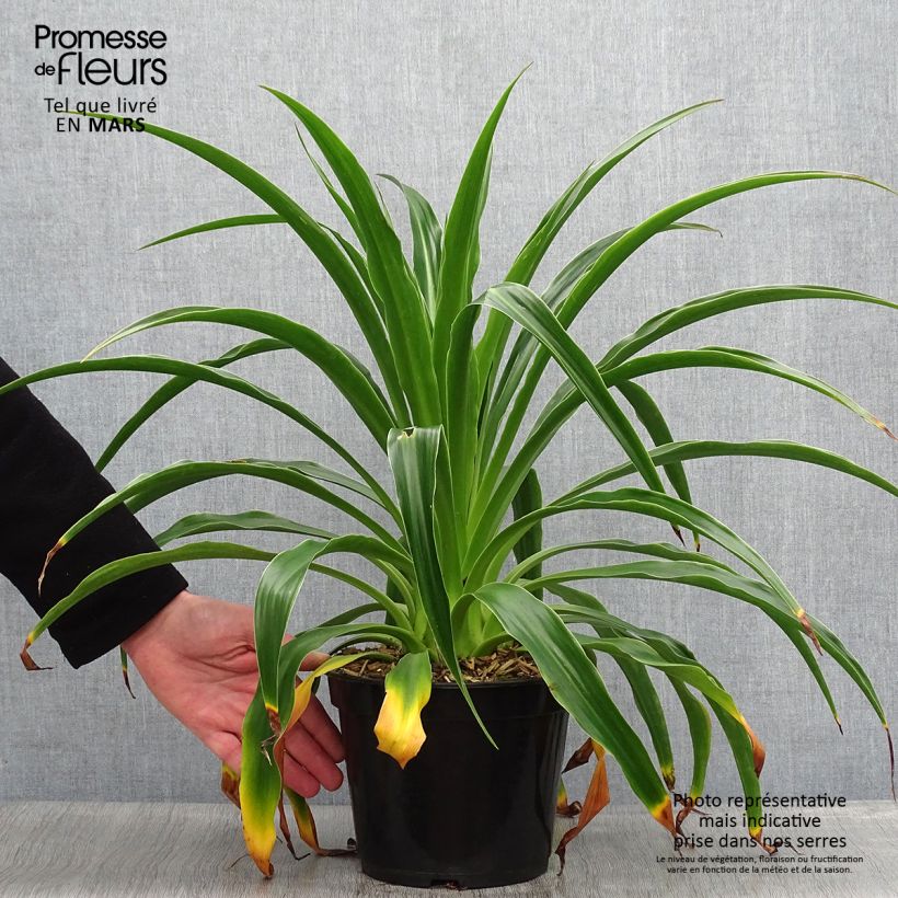 Spécimen de Beschorneria septentrionalis - Lis du Mexique Pot de 2L/3L tel que livré au printemps