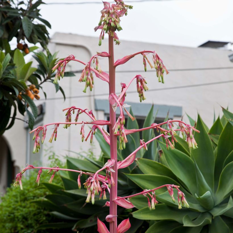 Beschorneria yuccoides Flamingo Glow (Floraison)