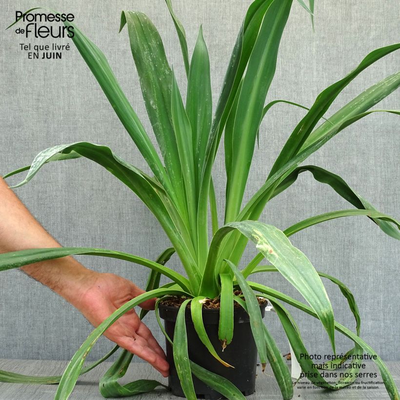 Spécimen de Beschorneria yuccoides Pot de 2L/3L tel que livré en été