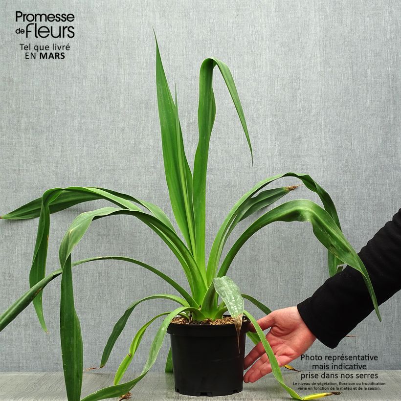 Spécimen de Beschorneria yuccoides Pot de 2L/3L tel que livré au printemps