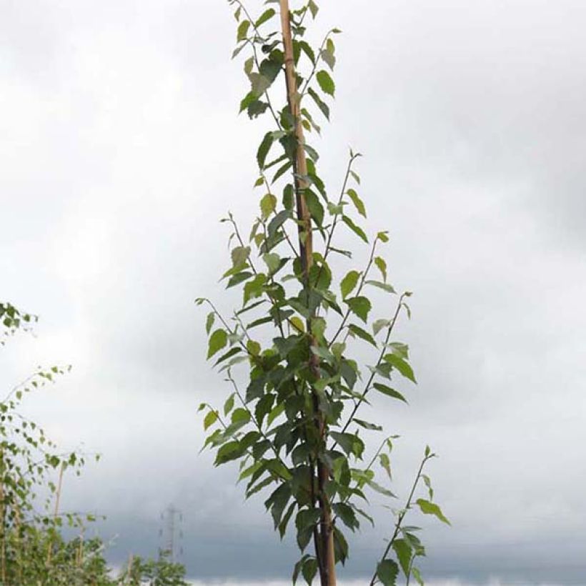 Bouleau de Chine - Betula albosinensis Fascination (Feuillage)