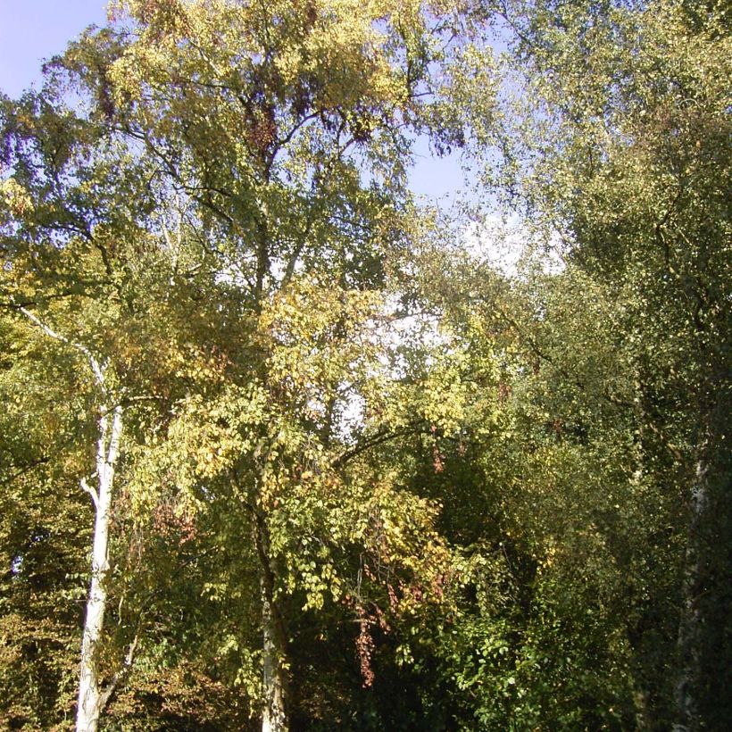 Betula ermanii Holland - Bouleau d'Erman  (Port)