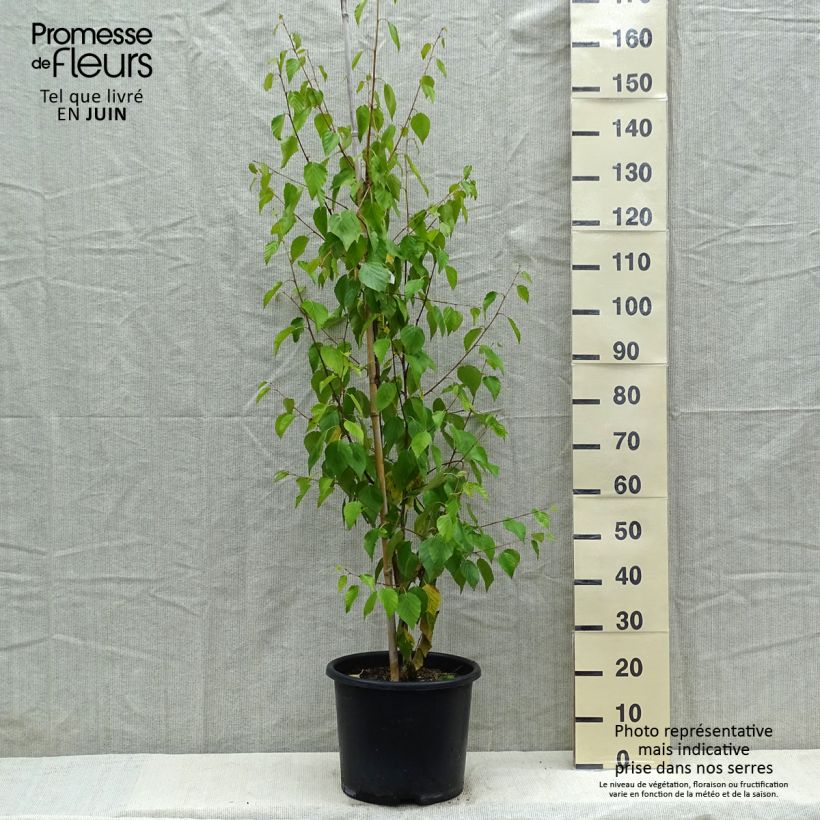 Spécimen de Betula ermanii Holland - Bouleau d'Erman  Pot de 15L tel que livré au printemps