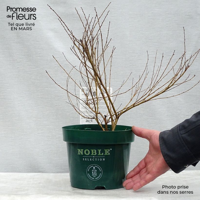 Spécimen de Betula nana Golden Treasure - Bouleau nain à feuillage doré Pot de 3L/4LHauteur livrée env. 20/30cm tel que livré au printemps