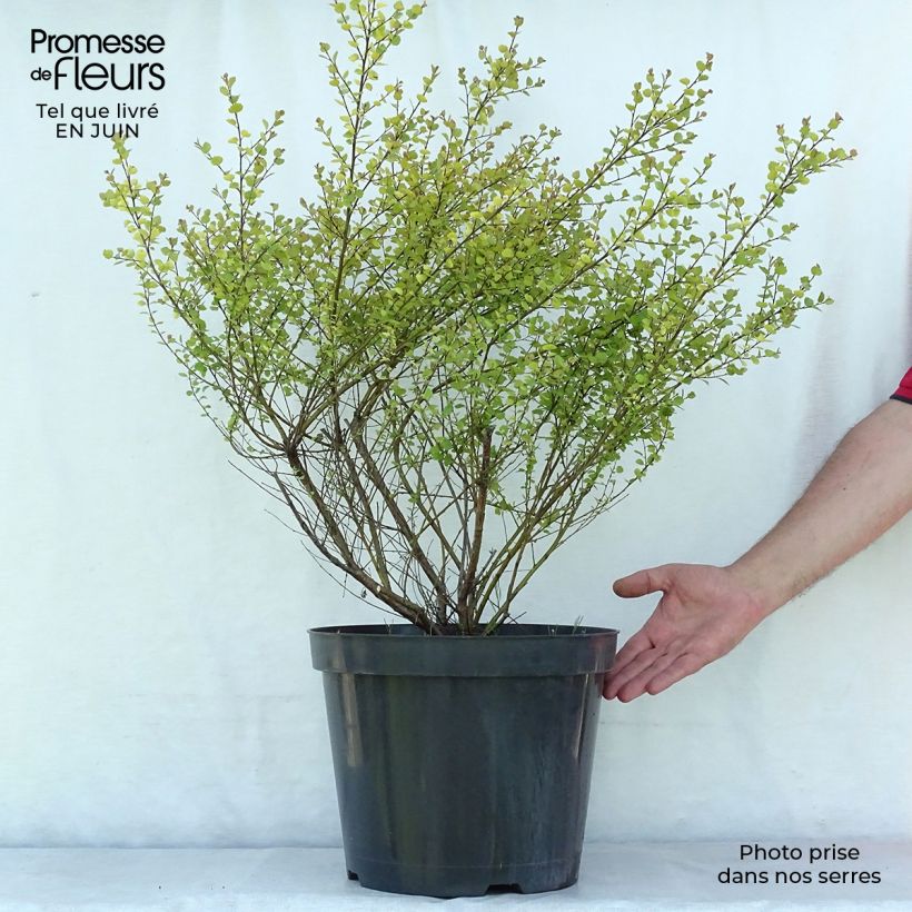 Spécimen de Betula nana Golden Treasure - Bouleau nain à feuillage doré Pot de 7,5L/10L tel que livré en été