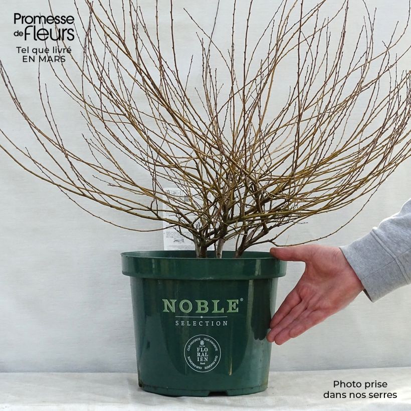 Spécimen de Betula nana Golden Treasure - Bouleau nain à feuillage doré Pot de 7,5L/10LHauteur livrée env. 30/40cm tel que livré au printemps