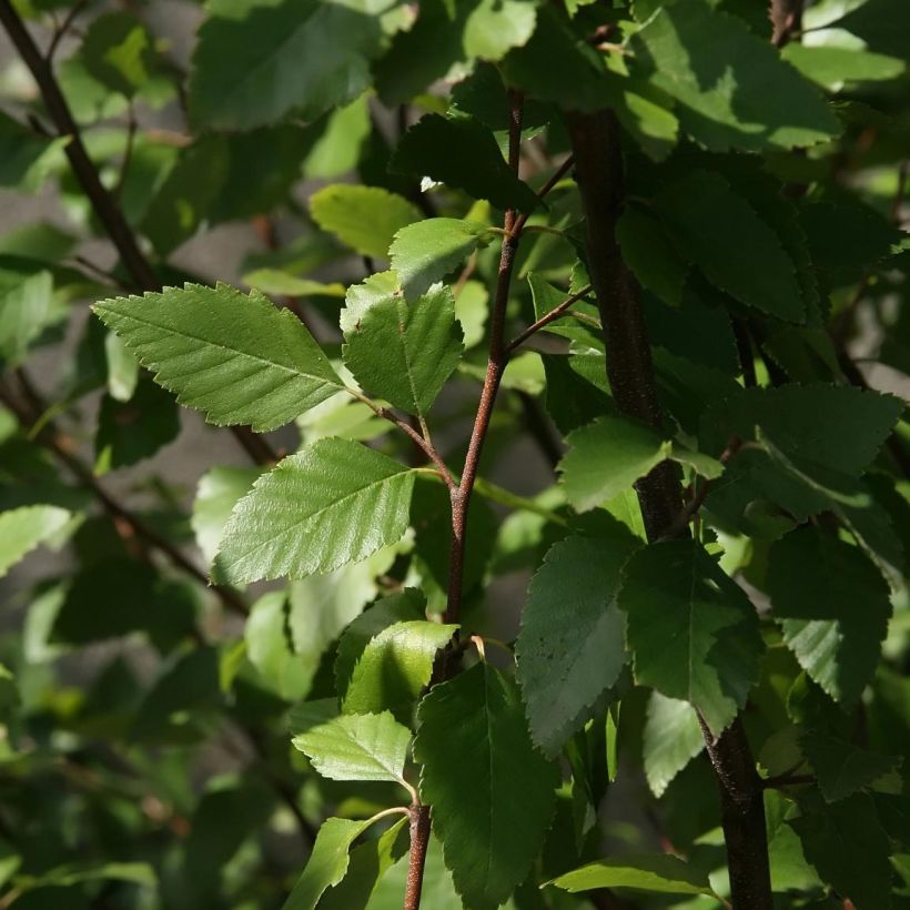 Bouleau noir - Betula nigra (Feuillage)