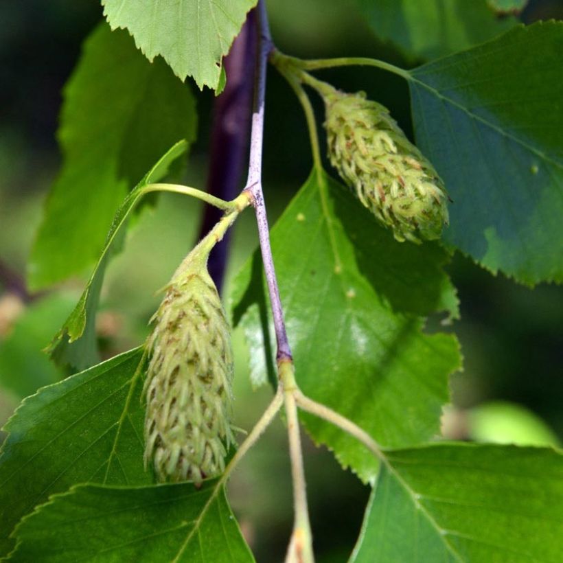 Bouleau noir - Betula nigra (Floraison)