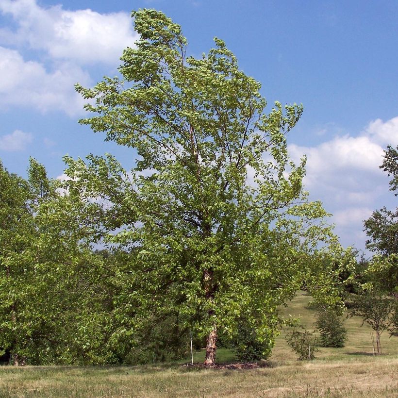 Bouleau noir - Betula nigra (Port)