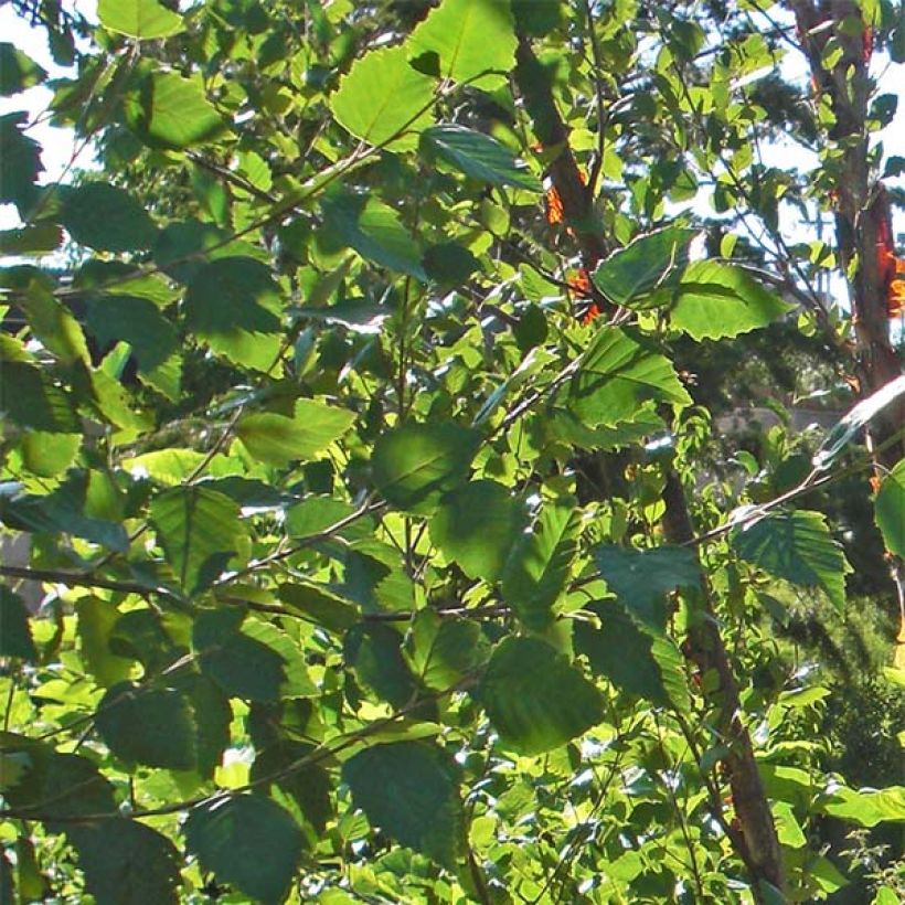 Bouleau noir - Betula nigra Heritage (Feuillage)