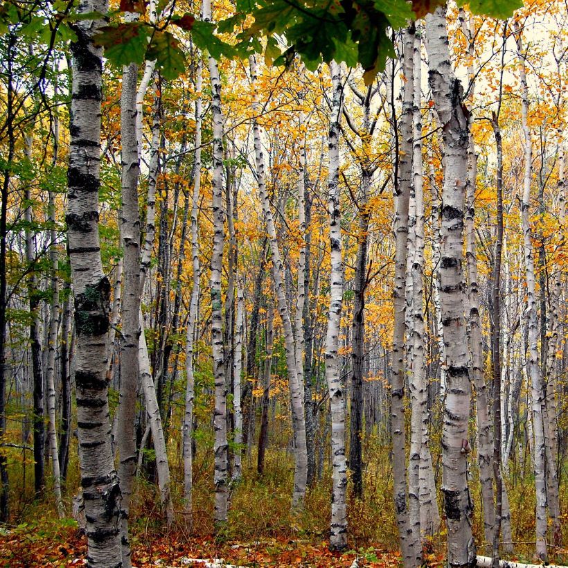 Betula papyrifera - Bouleau à papier (Port)