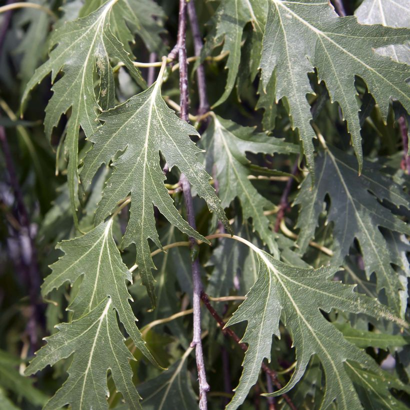 Bouleau pleureur - Betula pendula Crispa (Feuillage)