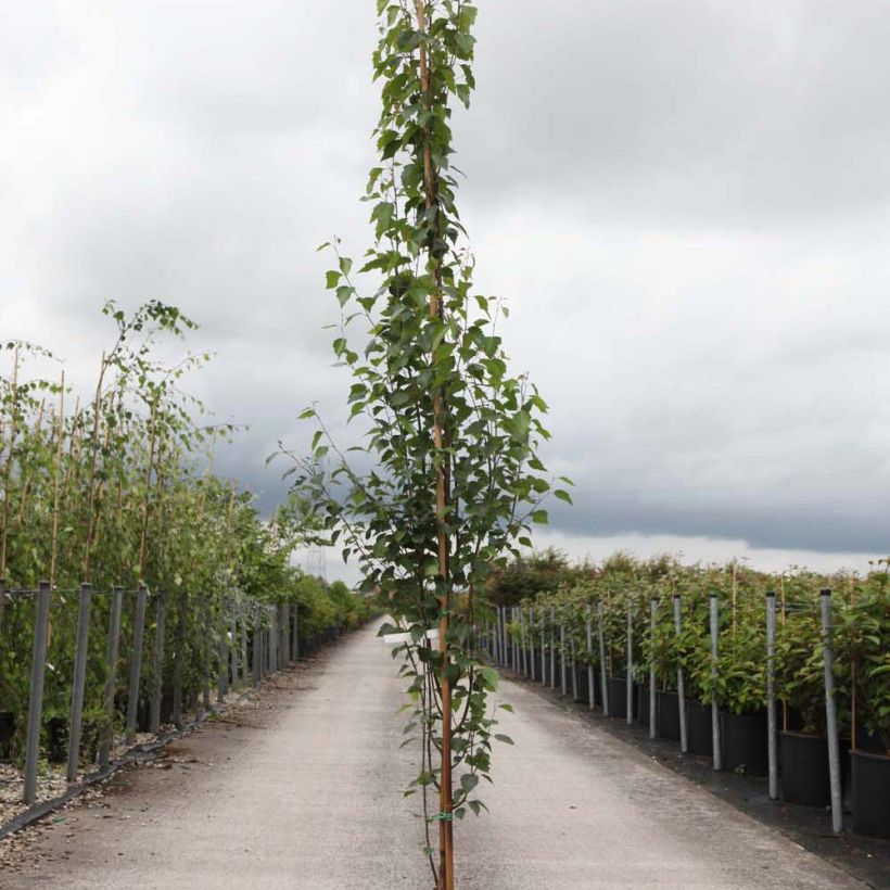 Betula pendula Fastigiata - Bouleau fastigié (Port)