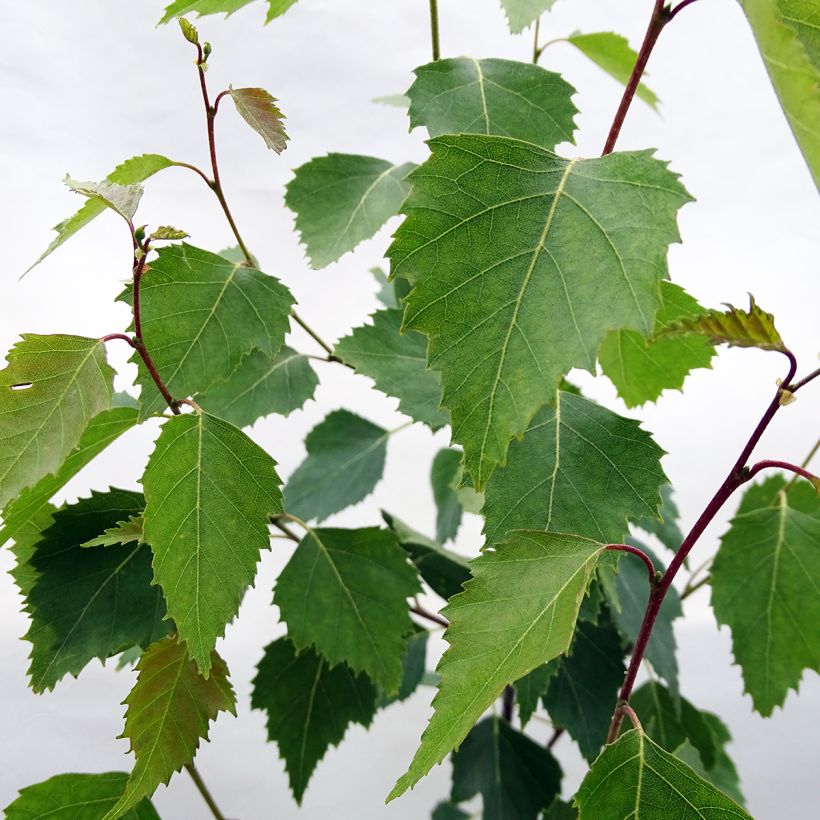 Betula pendula Fastigiata - Bouleau fastigié (Feuillage)